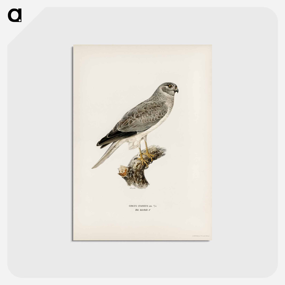 アートポストカード-Hen Harrier
- スヴェンスカ フォグラル Postcard.