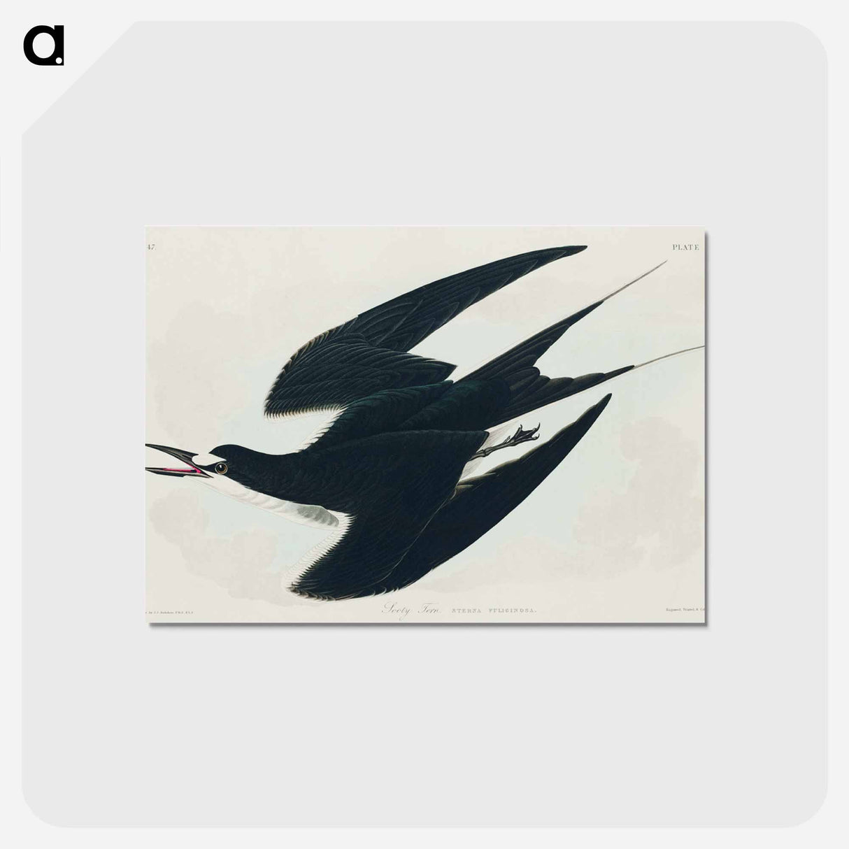 アートポストカード-Sooty Tern from Birds of America
- アメリカの鳥たち Postcard.