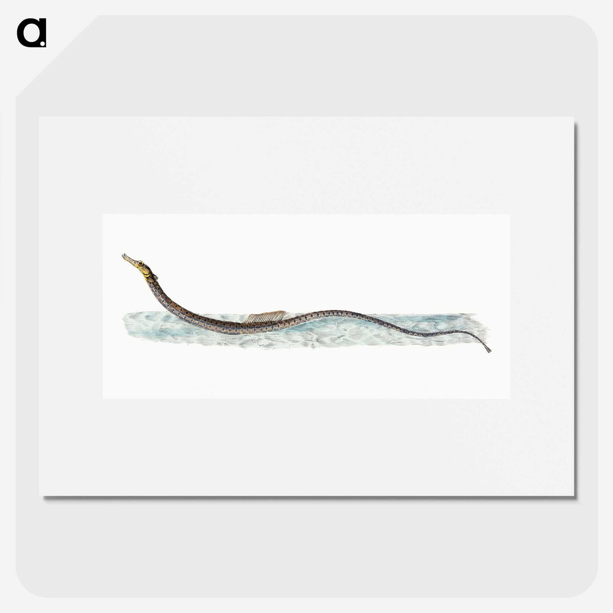 1-99_The-Natural-History-of-British-Fishes_picture