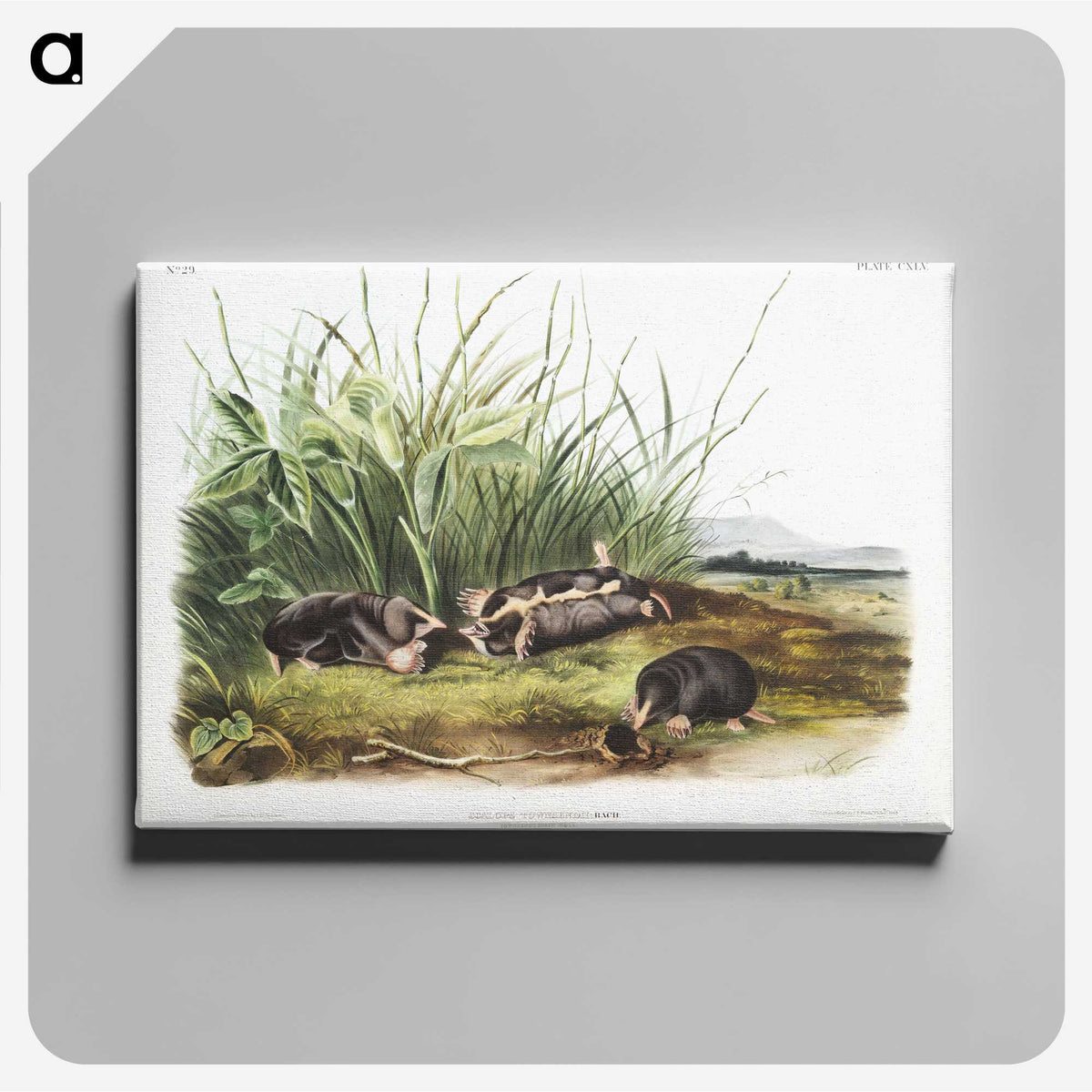 1-99_The-Viviparous-Quadrupeds_canvas