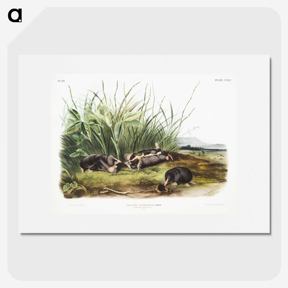 1-99_The-Viviparous-Quadrupeds_picture