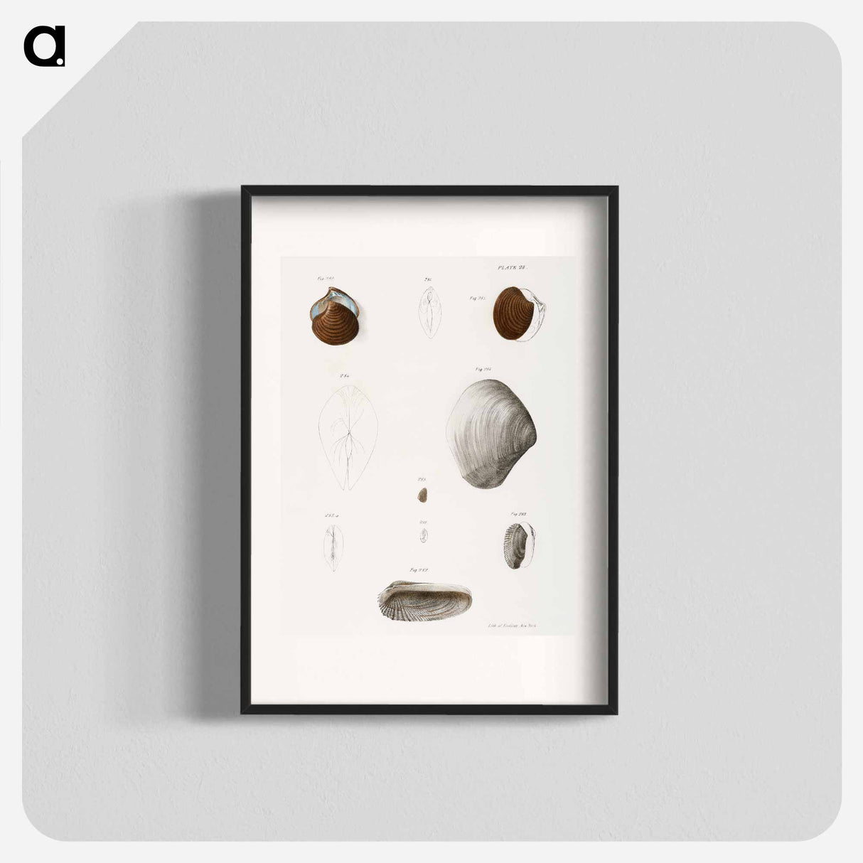 Different types of seashells illustration from Zoology of New York by James Ellsworth De Kay - ニューヨークの動物学 Poster.