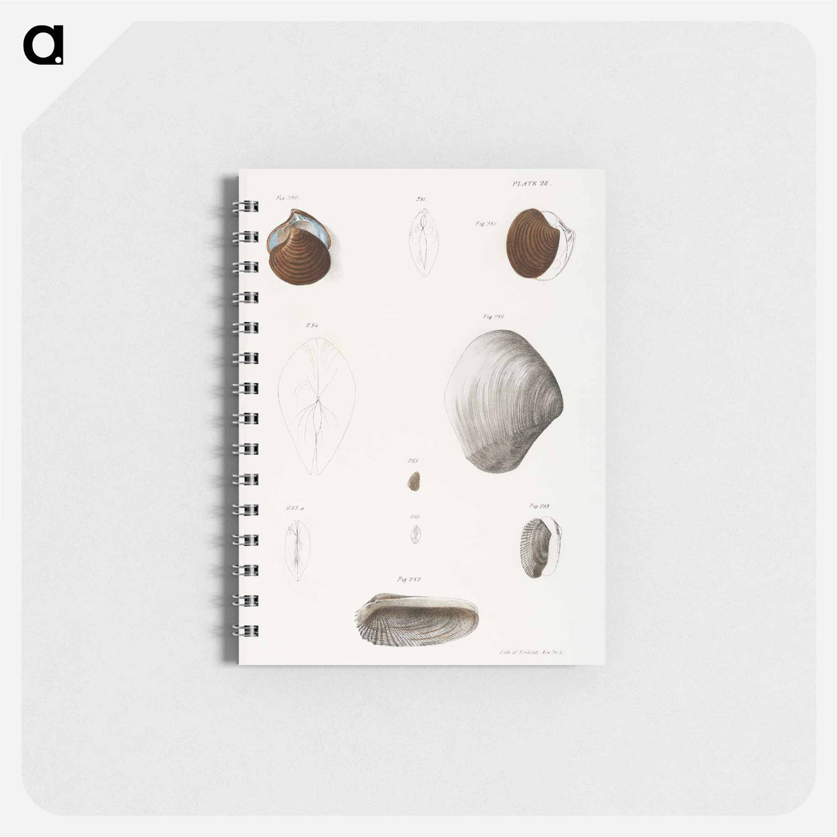 Different types of seashells illustration from Zoology of New York by James Ellsworth De Kay - ニューヨークの動物学 Memo.