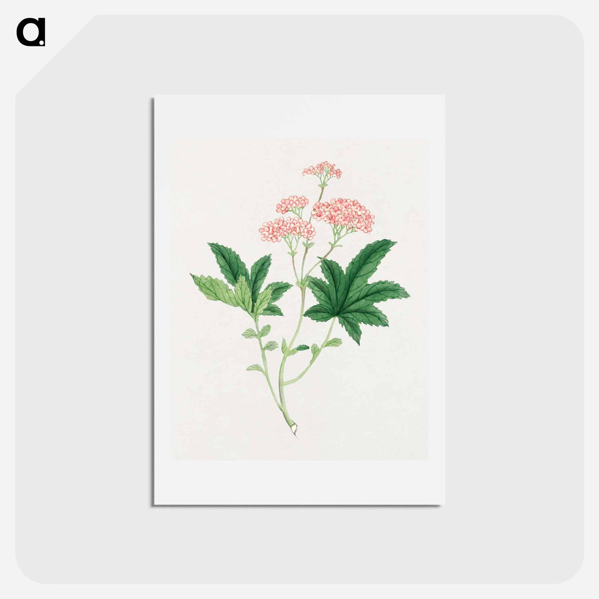 Shimotsuke - 19世紀の日本の花 Postcard.