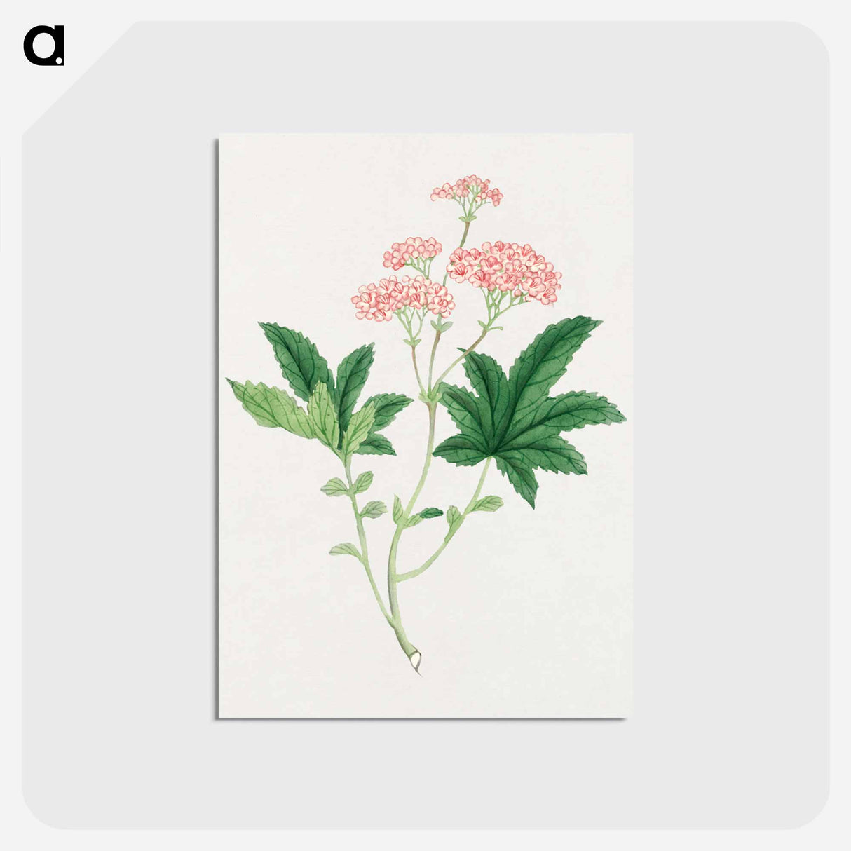 Shimotsuke - 19世紀の日本の花 Postcard.
