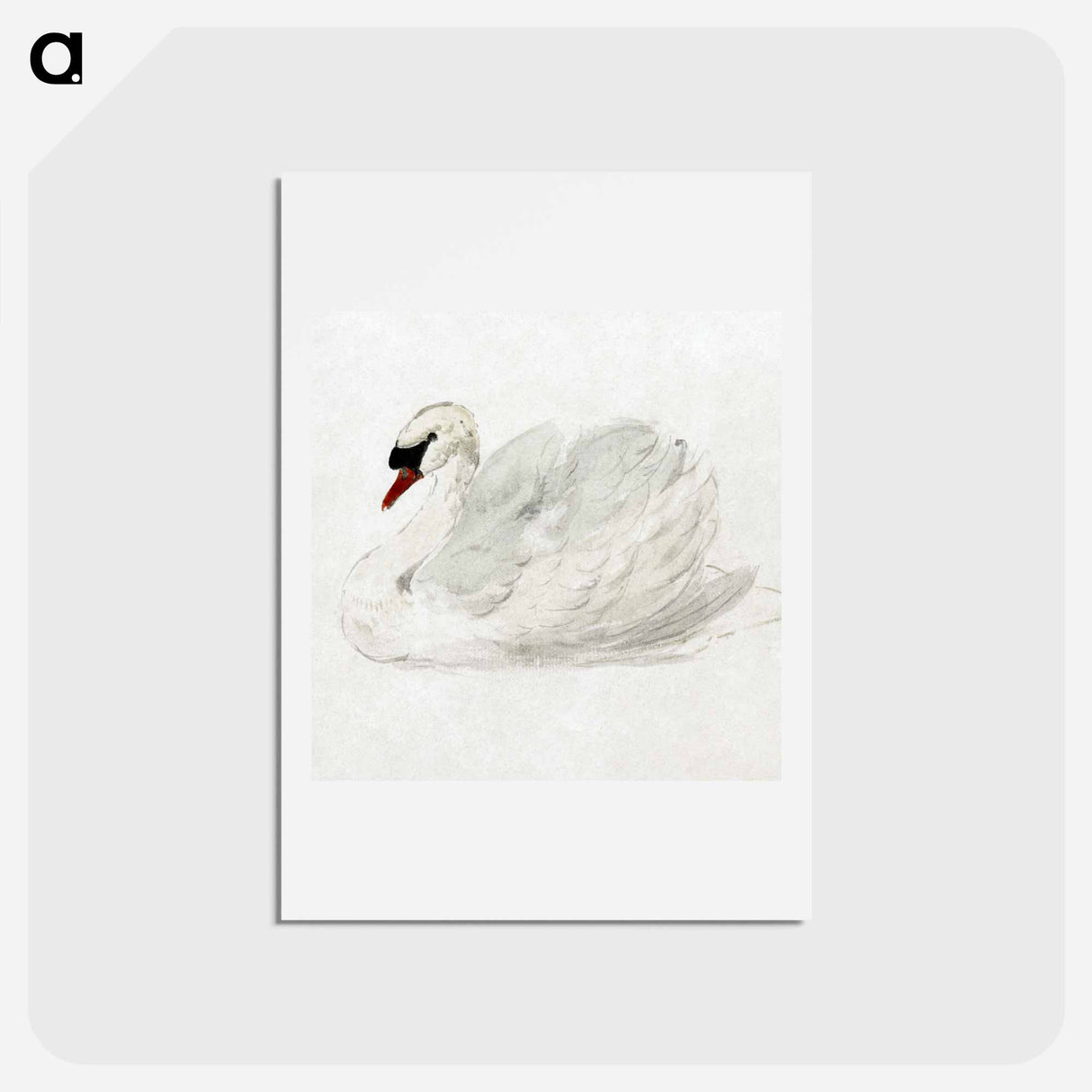 Mute swan - アールト シューマン Postcard.