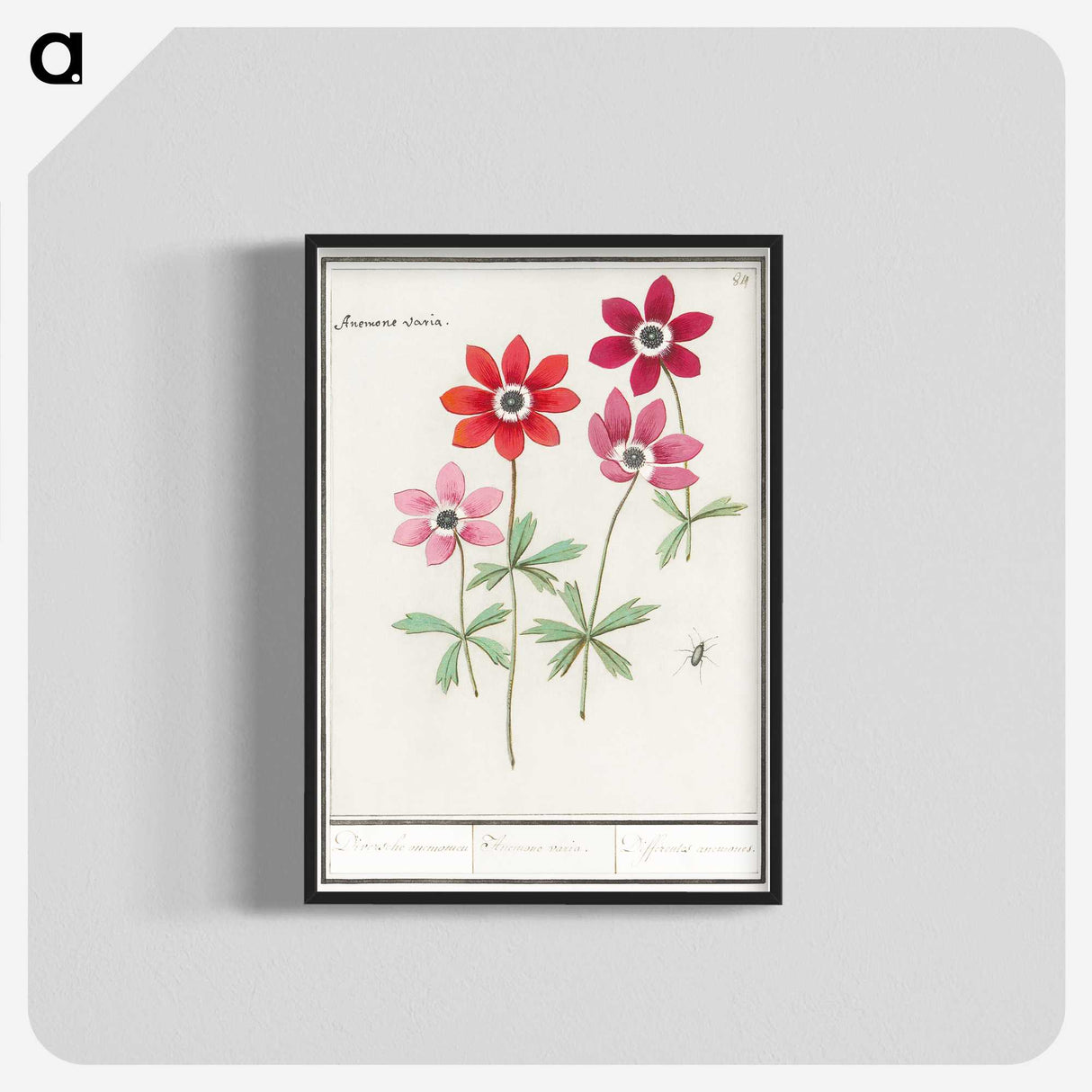 1-9_Anselmus-Boetius-de-Boodt_blk-crop