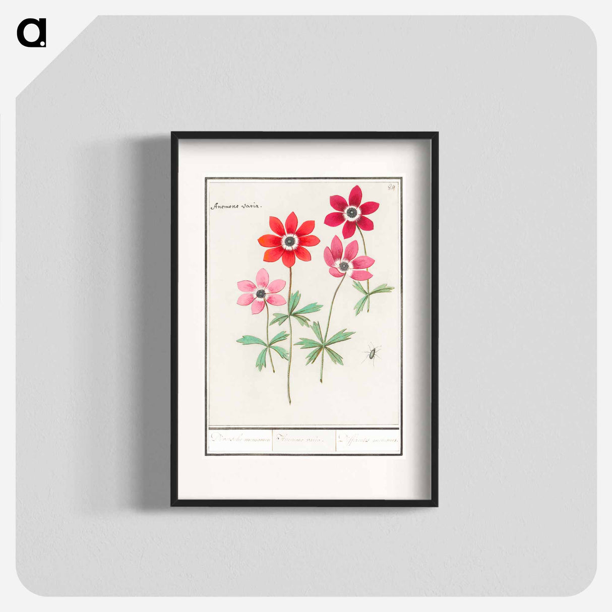 アートポスター-Anemoon, Anemone - アンセルムス ボエティウス デ ブート Poster.