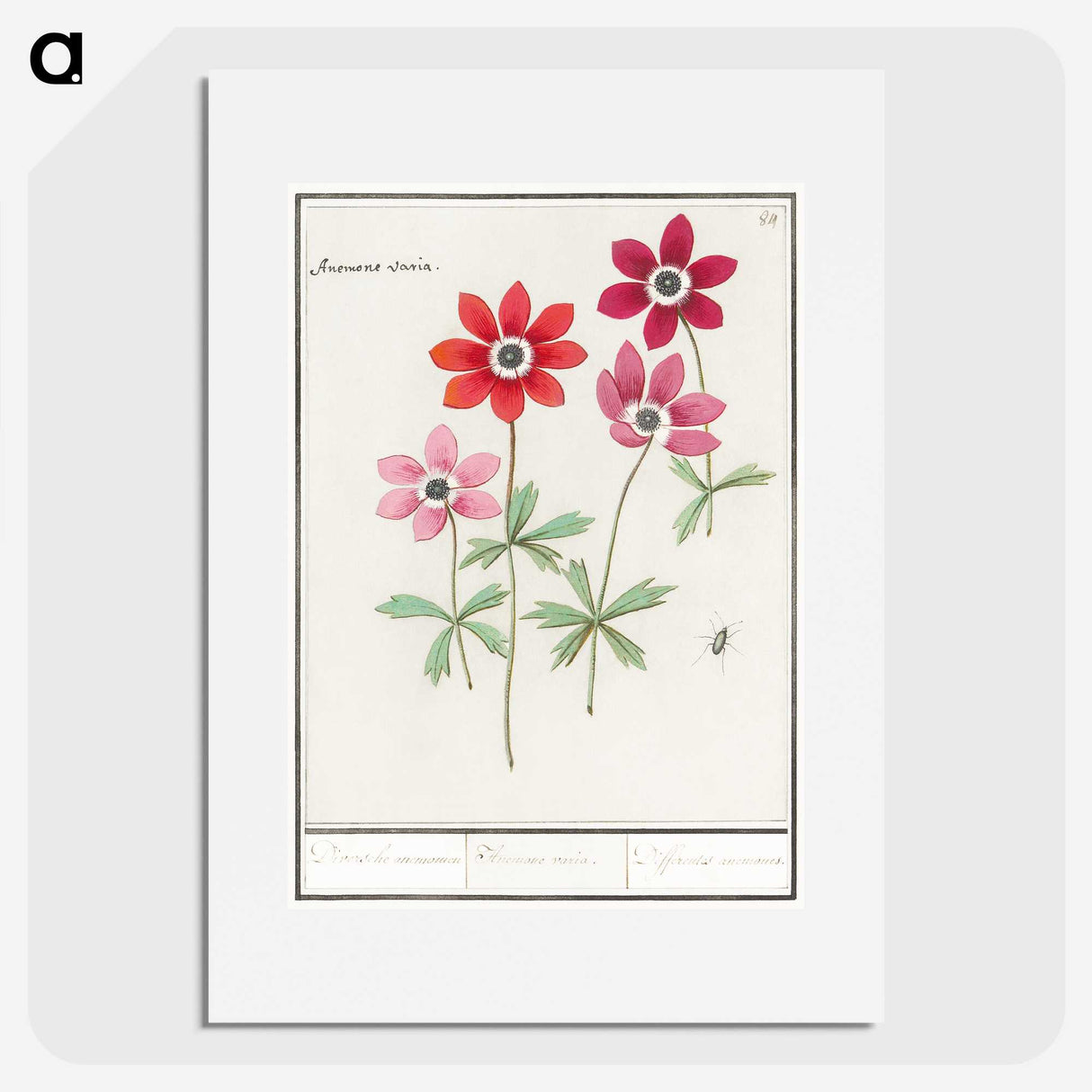 1-9_Anselmus-Boetius-de-Boodt_picture