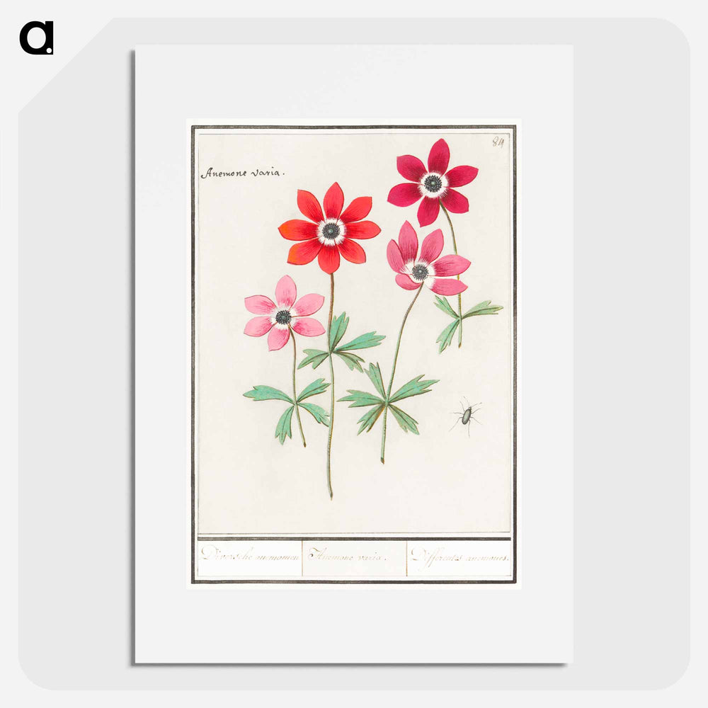 Anemoon, Anemone - アンセルムス ボエティウス デ ブート Poster.
