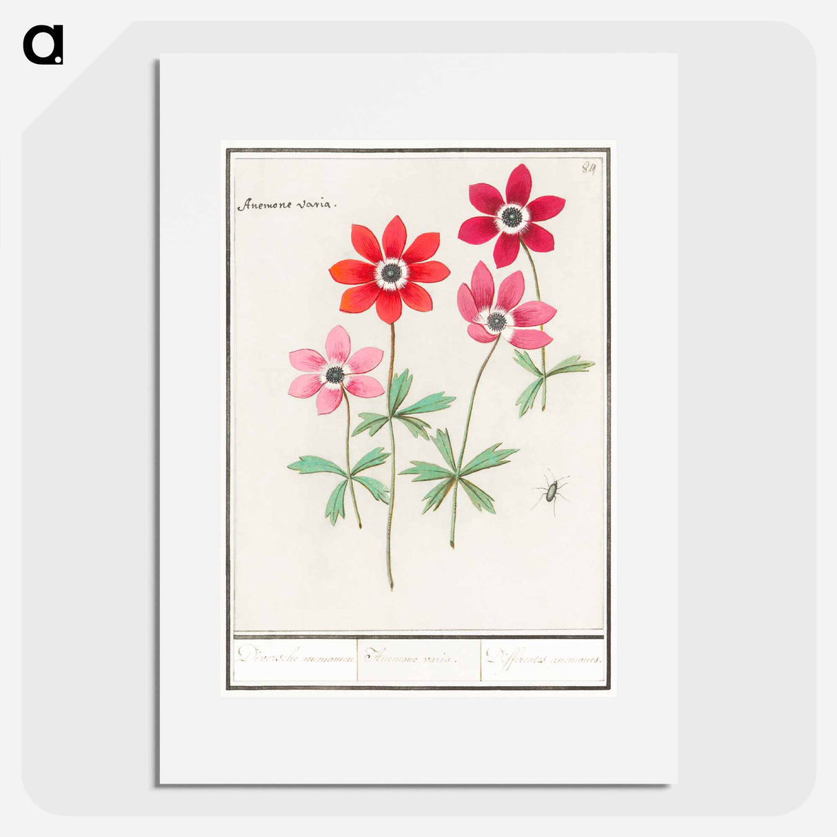 アートポスター-Anemoon, Anemone - アンセルムス ボエティウス デ ブート Poster.