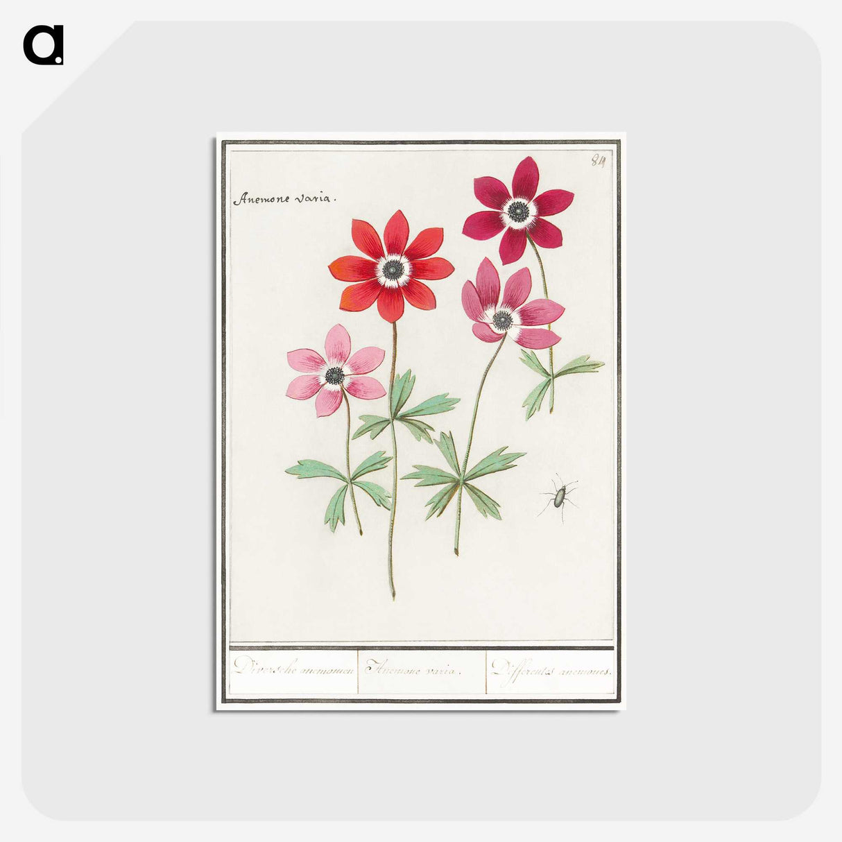 1-9_Anselmus-Boetius-de-Boodt_postcard