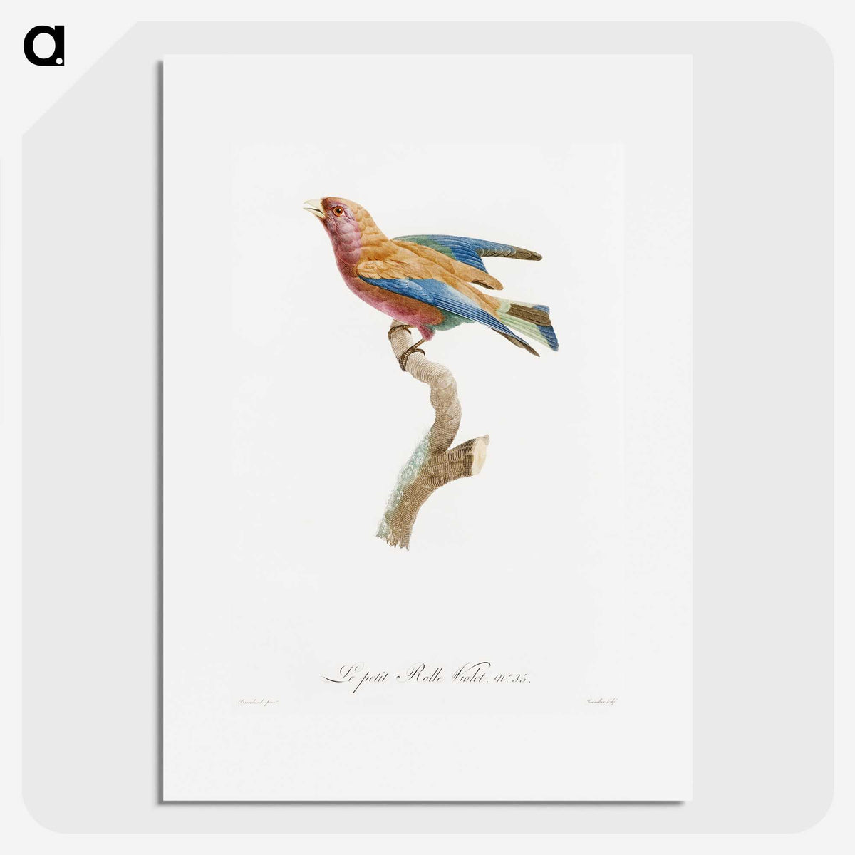 1-9_Des-Oiseaux-de-Paradis_picture