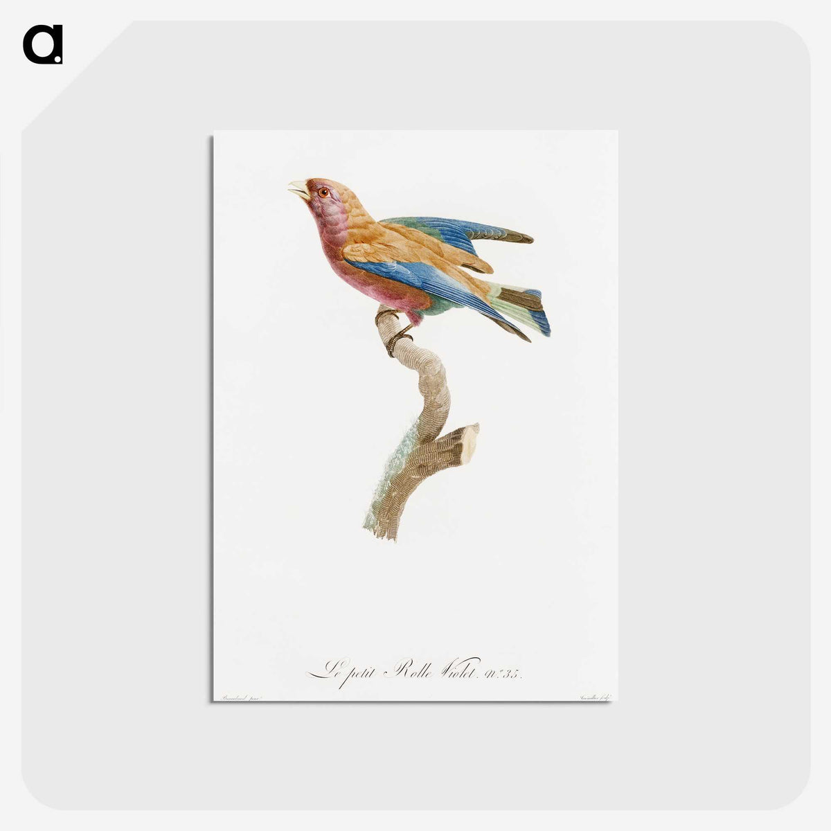 1-9_Des-Oiseaux-de-Paradis_postcard