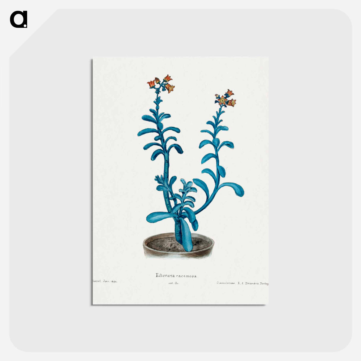 アートポストカード-Brown Sugar Echeveria
- サボテン科 Postcard.