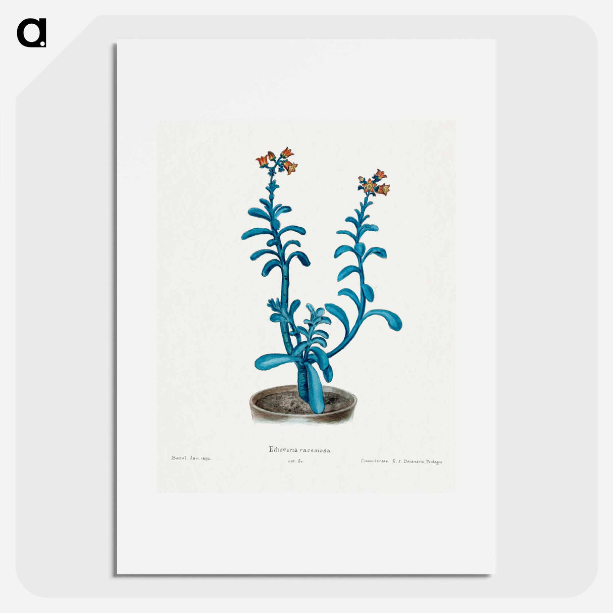 アートポスター-Brown Sugar Echeveria
- サボテン科 Poster.