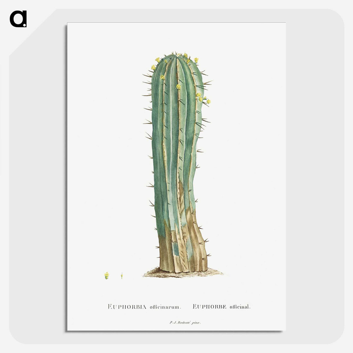 1-9_Histoire-des-Plantes-Grasses_picture-crop