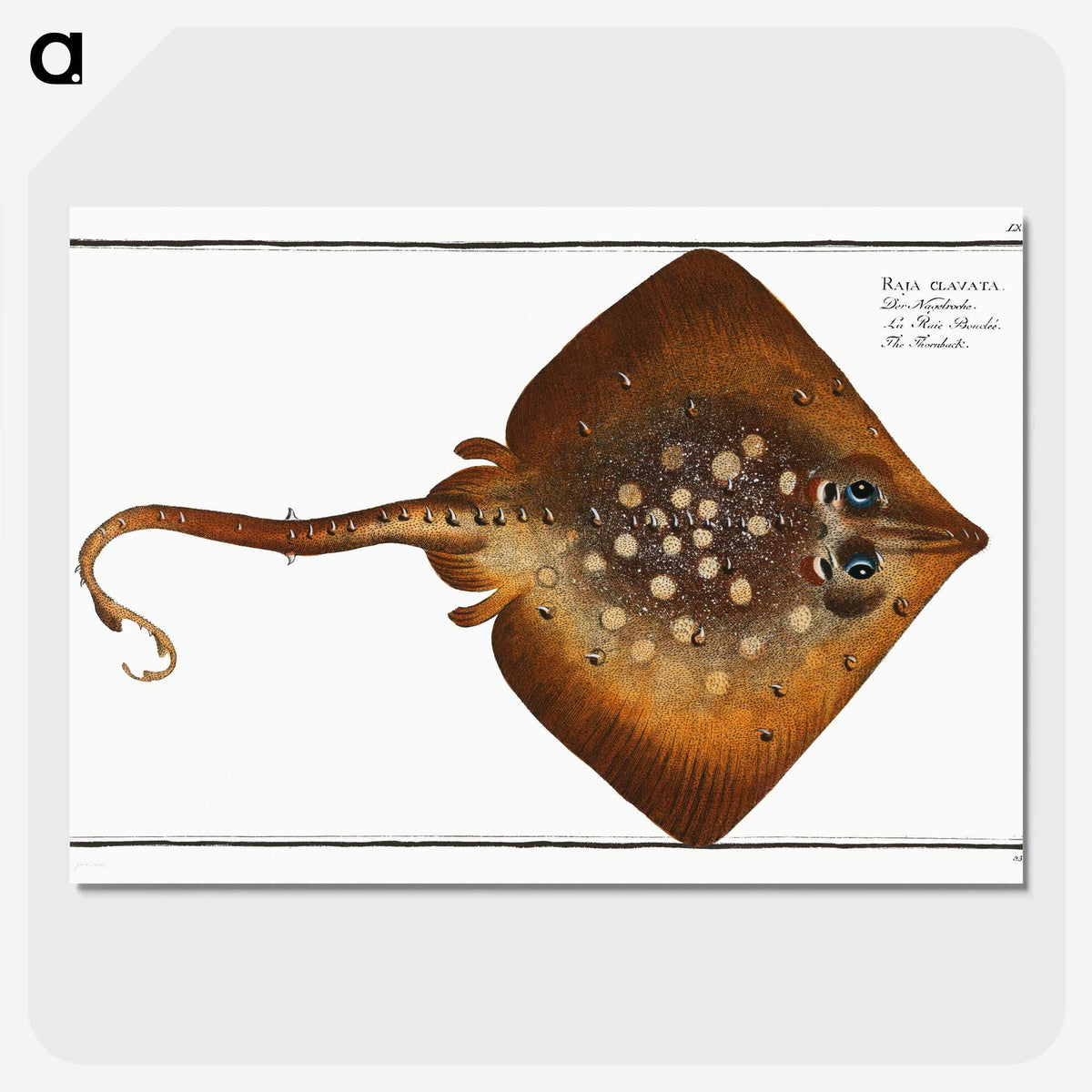 1-9_Ichtyologie-ou-Histoire-naturelle_picture-crop