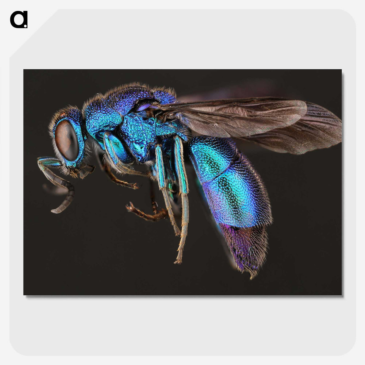 1-9_Insects-Unlocked-Project_picture-crop
