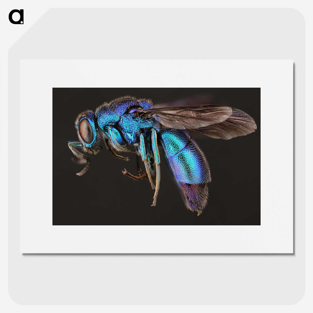 1-9_Insects-Unlocked-Project_picture