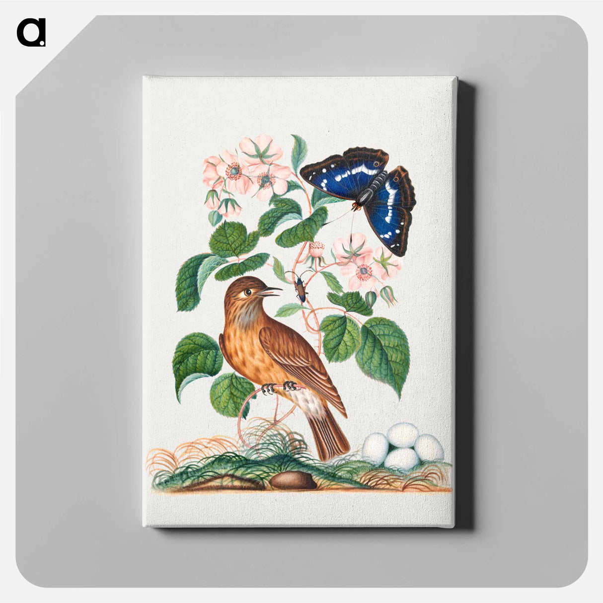 アートパネル-Anna Blackburne's Natural History Cabinet
- ジェームズ ボルトン Canvas.