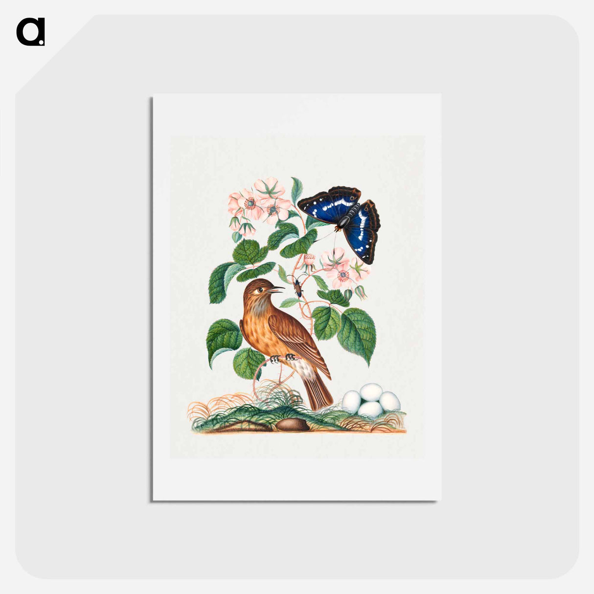 アートポストカード-Anna Blackburne's Natural History Cabinet
- ジェームズ ボルトン Postcard.