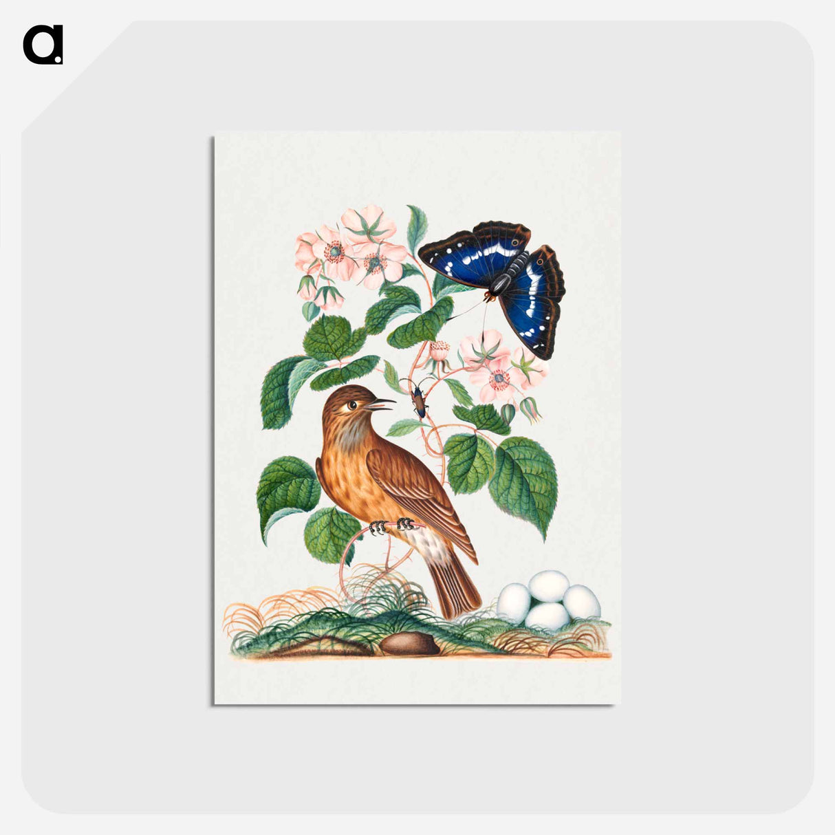 アートポストカード-Anna Blackburne's Natural History Cabinet
- ジェームズ ボルトン Postcard.
