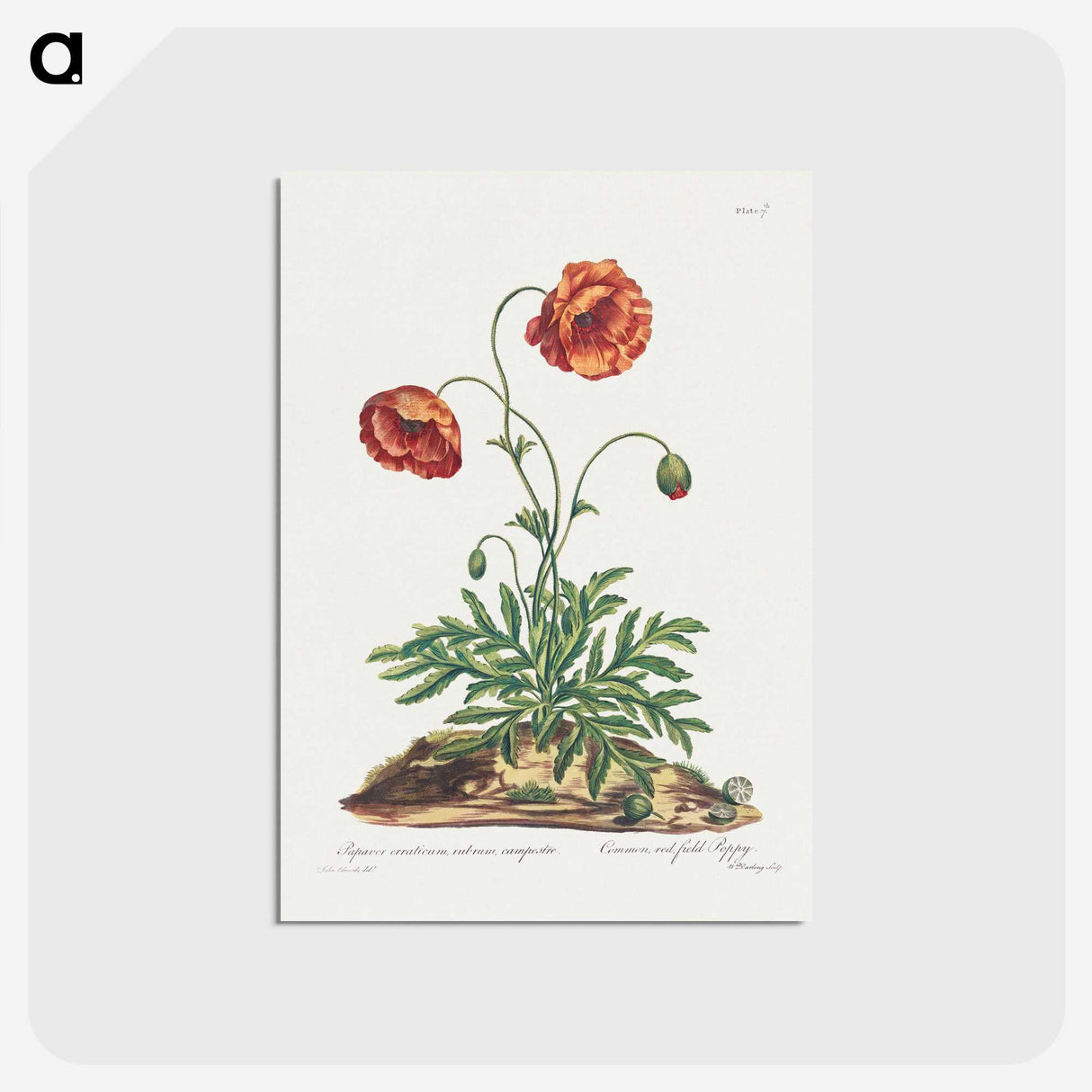 1-9_John-Edwards_postcard