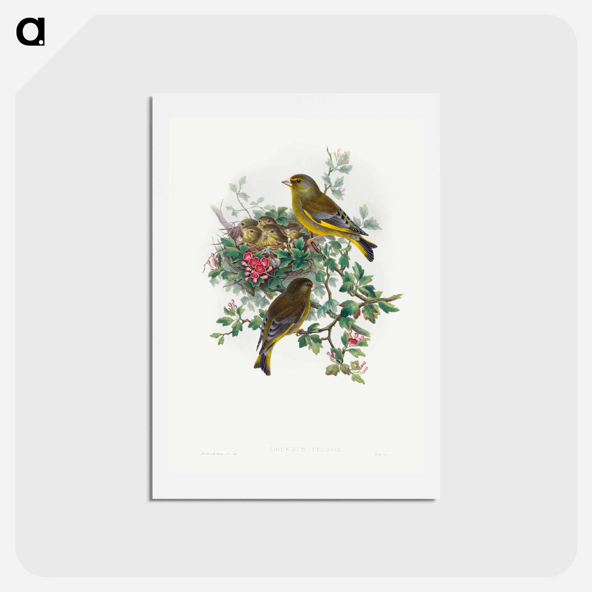 アートポストカード-Greenfinch
- ジョン グールド Postcard.