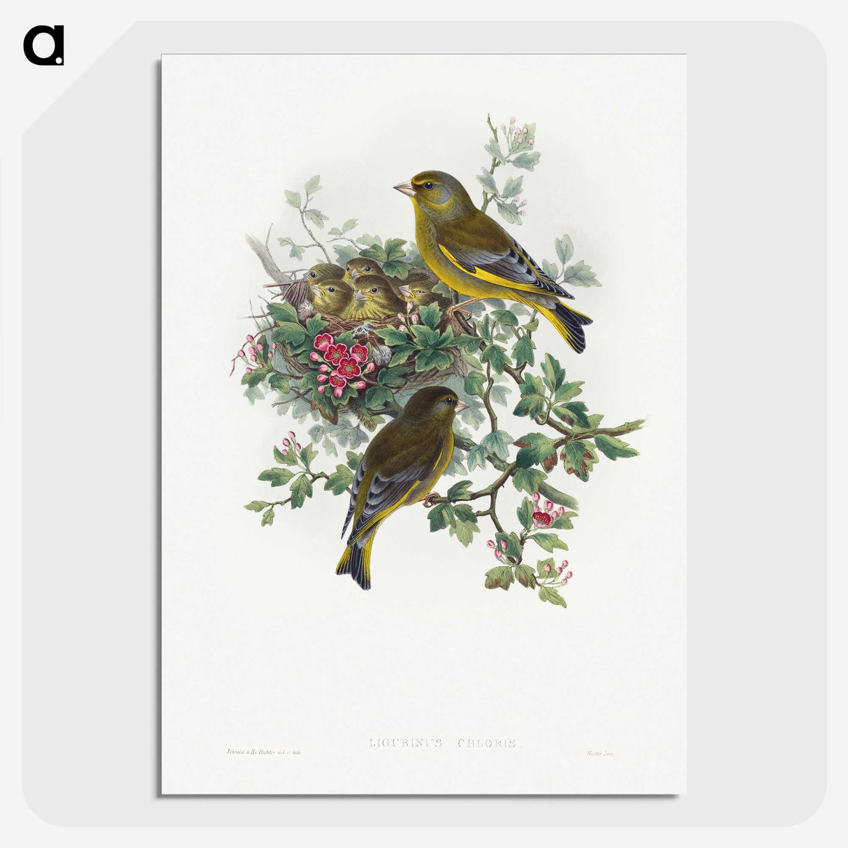 1-9_John-Gould_picture-crop