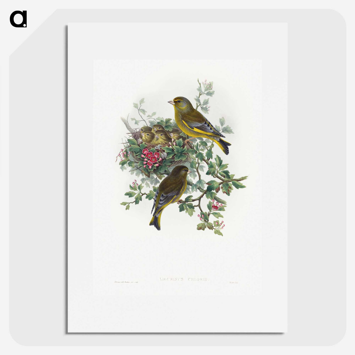 1-9_John-Gould_picture