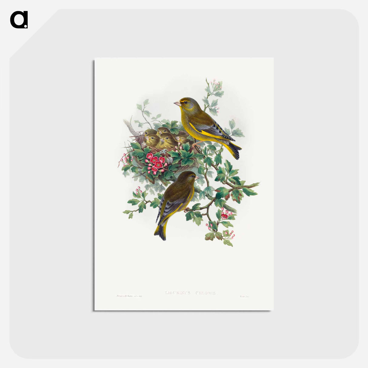 アートポストカード-Greenfinch
- ジョン グールド Postcard.