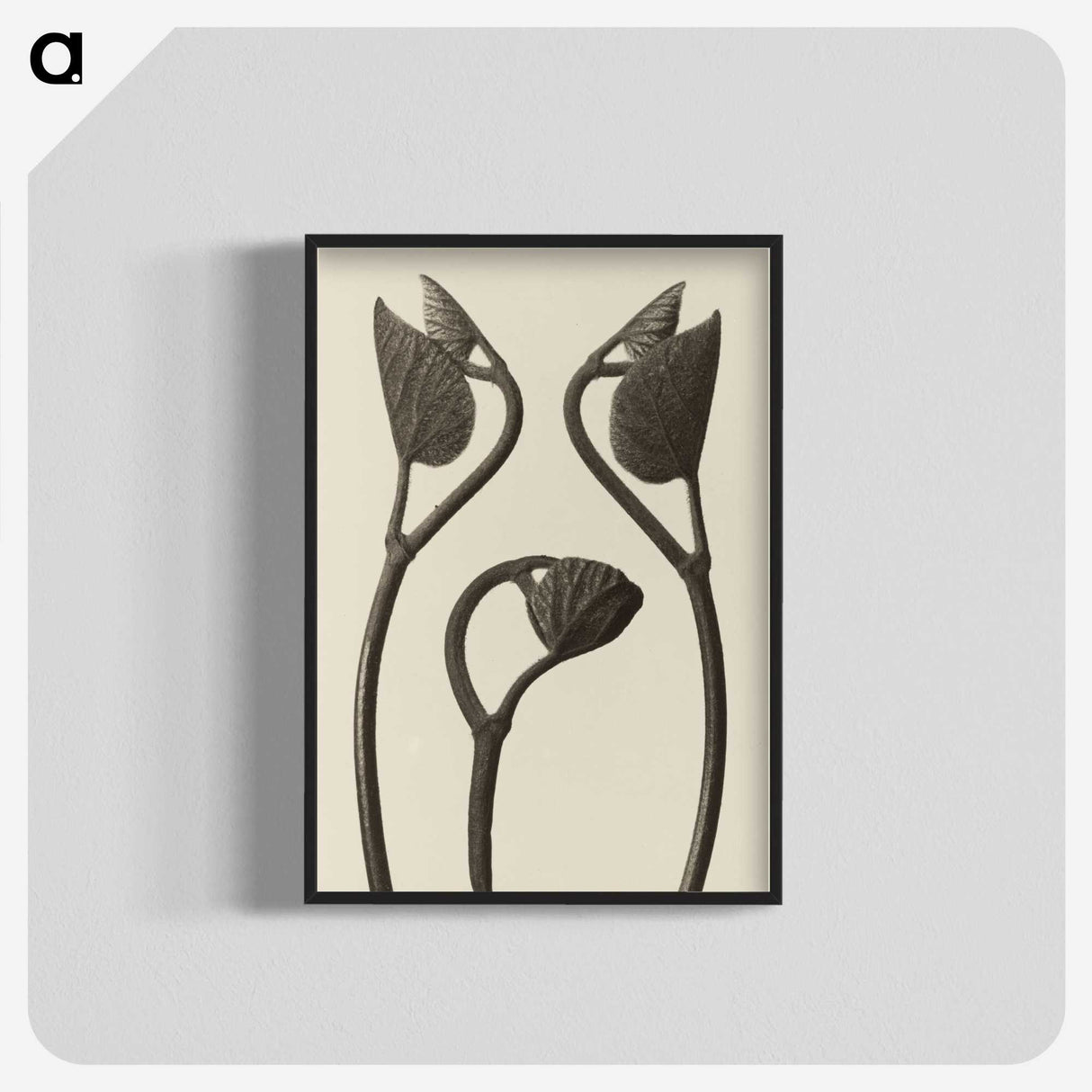 1-9_Karl-Blossfeldt_blk-crop