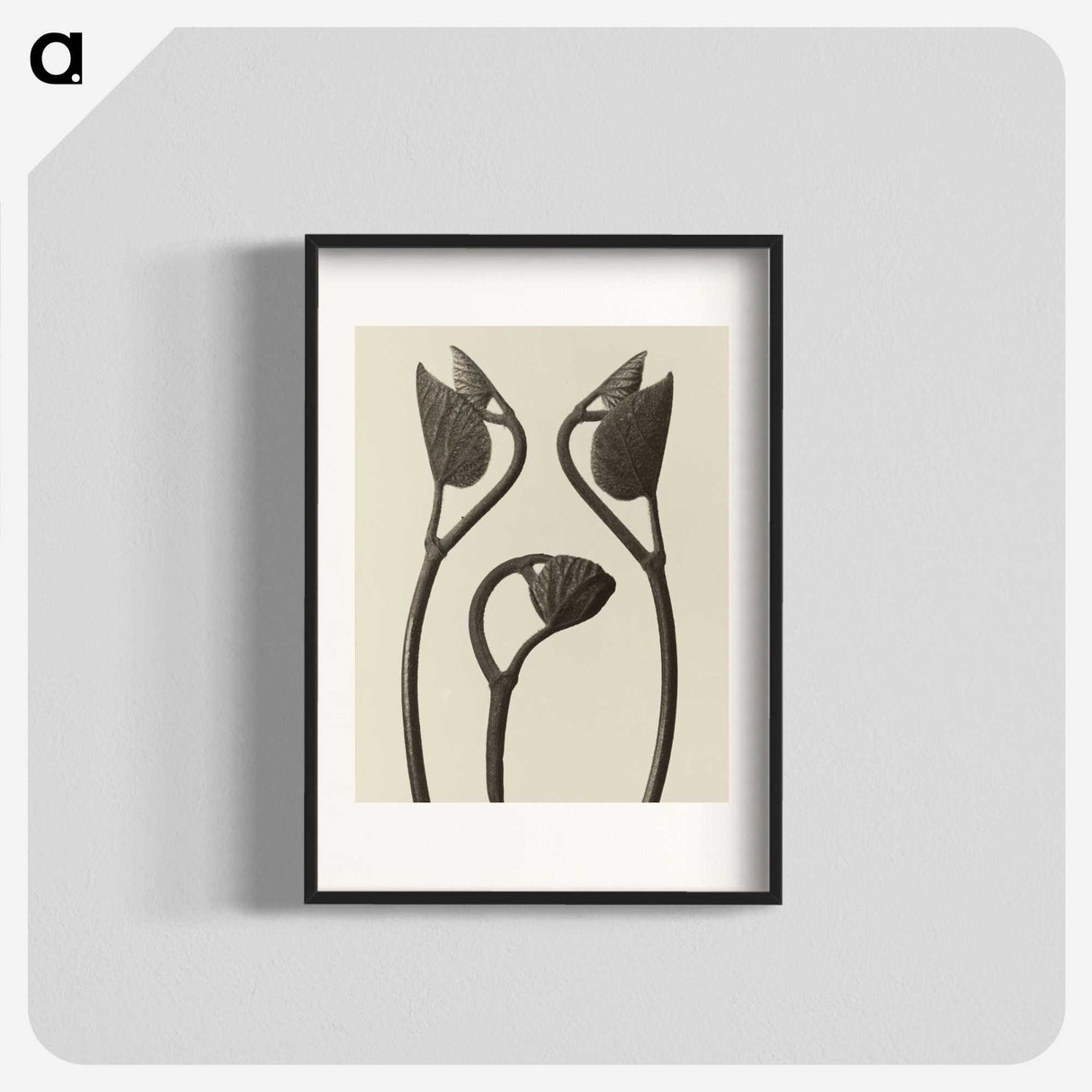 1-9_Karl-Blossfeldt_blk