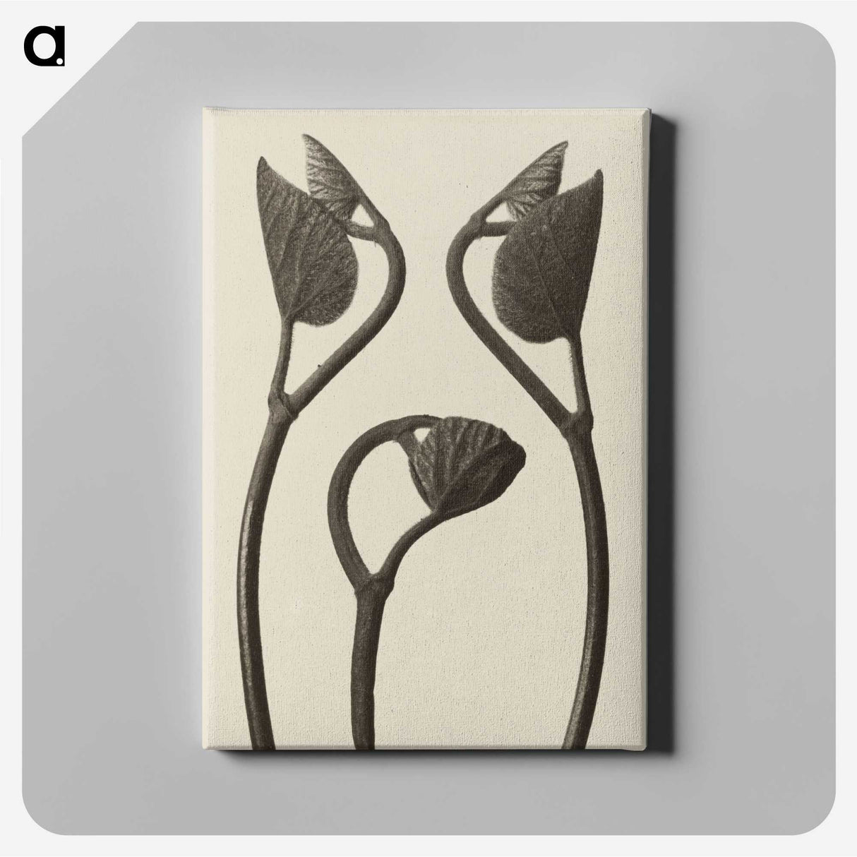 1-9_Karl-Blossfeldt_canvas