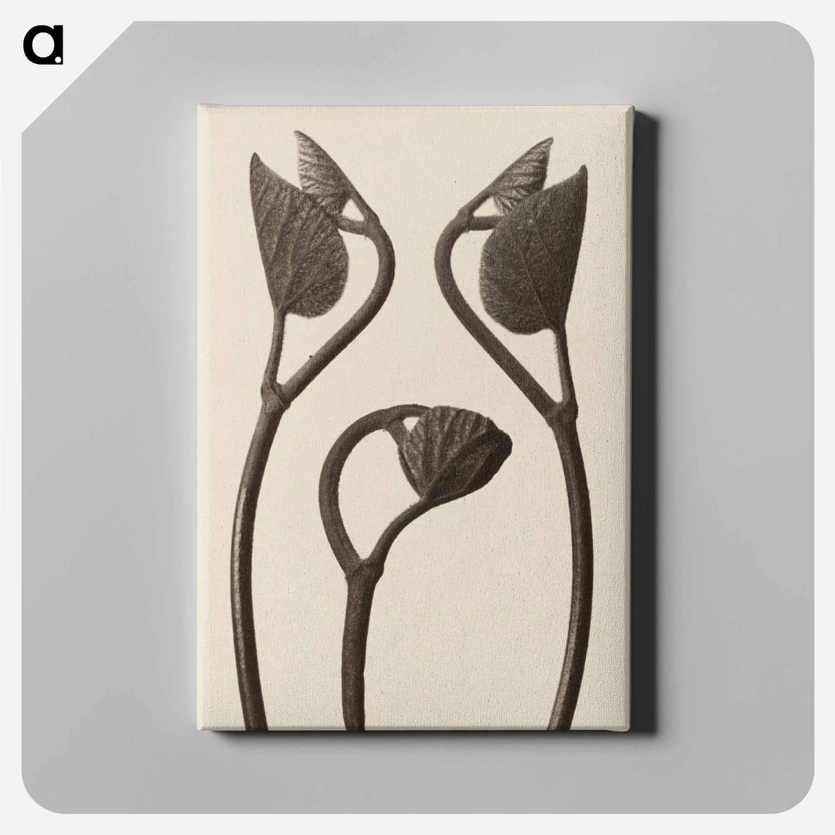 アートパネル-Aristolochia stems and leaves - カール ブロスフェルト Canvas.