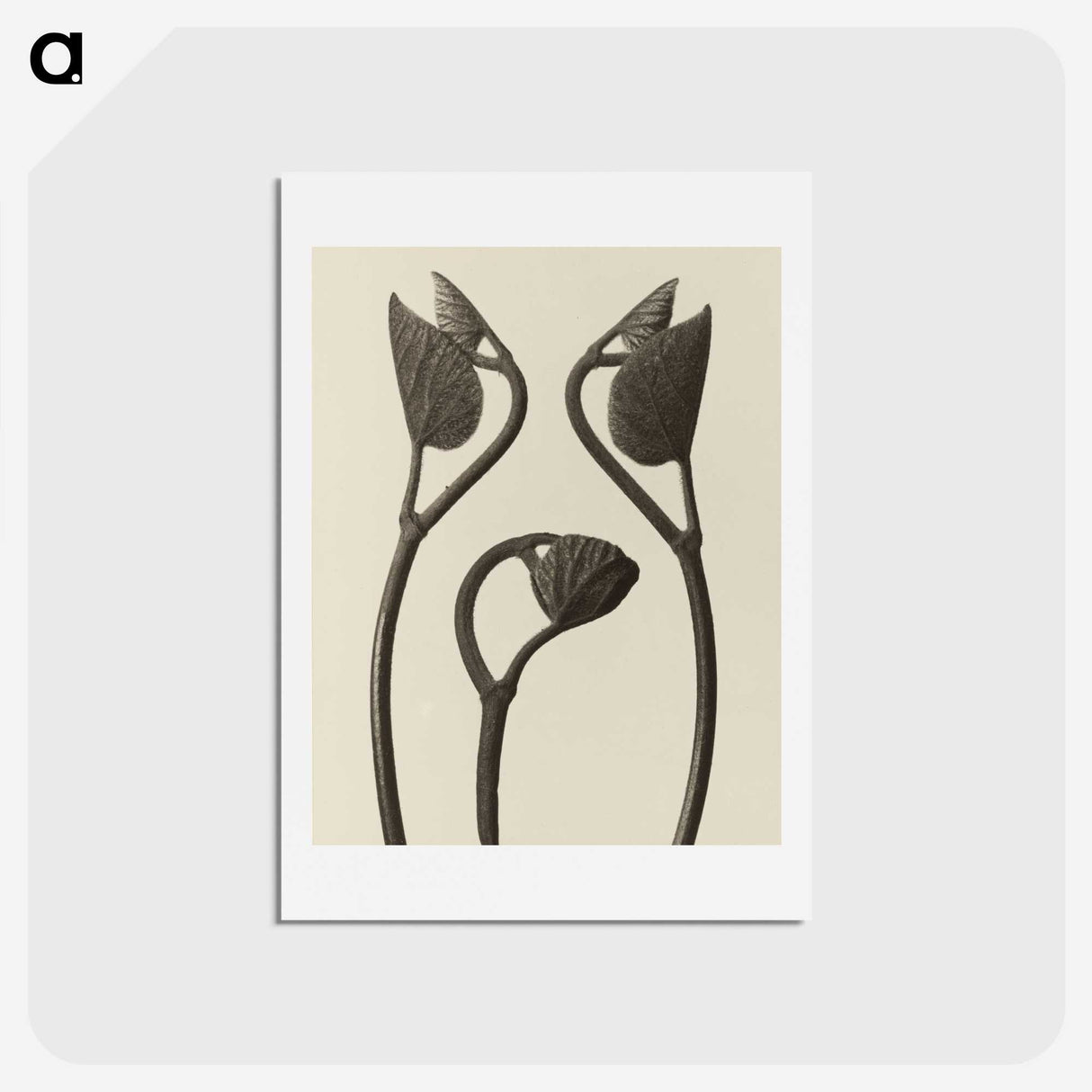 1-9_Karl-Blossfeldt_hagaki