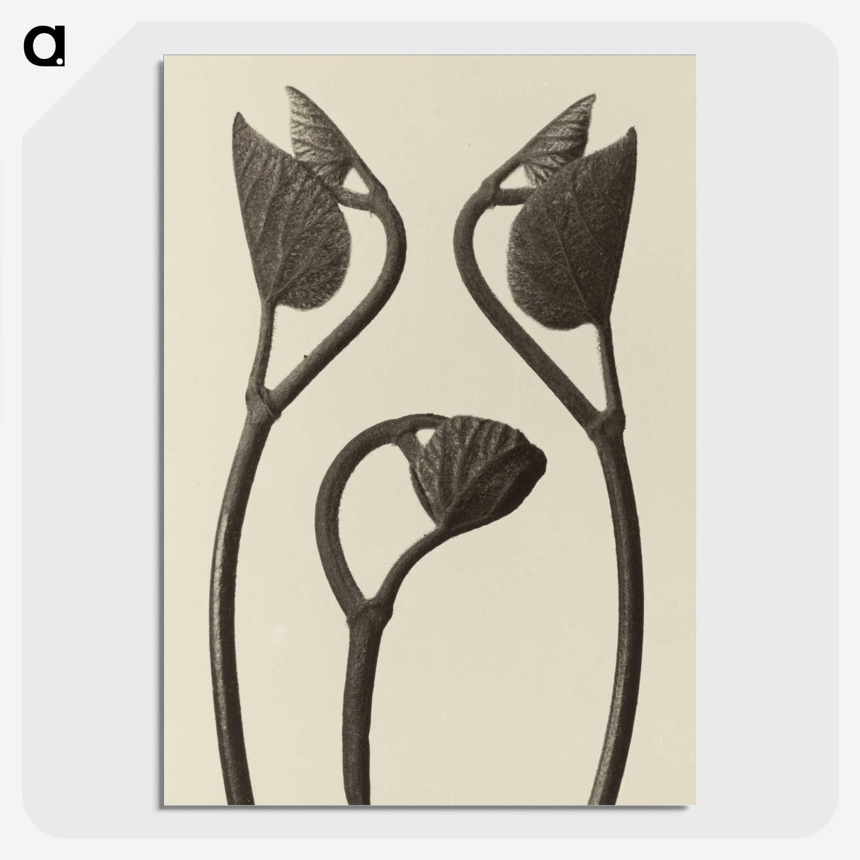 1-9_Karl-Blossfeldt_picture-crop