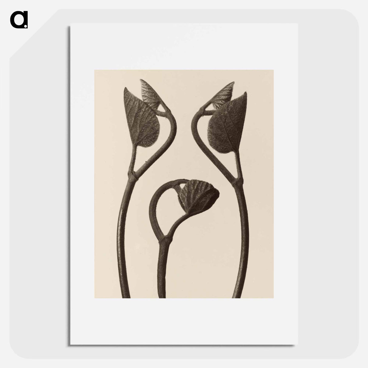 アートポスター-Aristolochia stems and leaves - カール ブロスフェルト Poster.