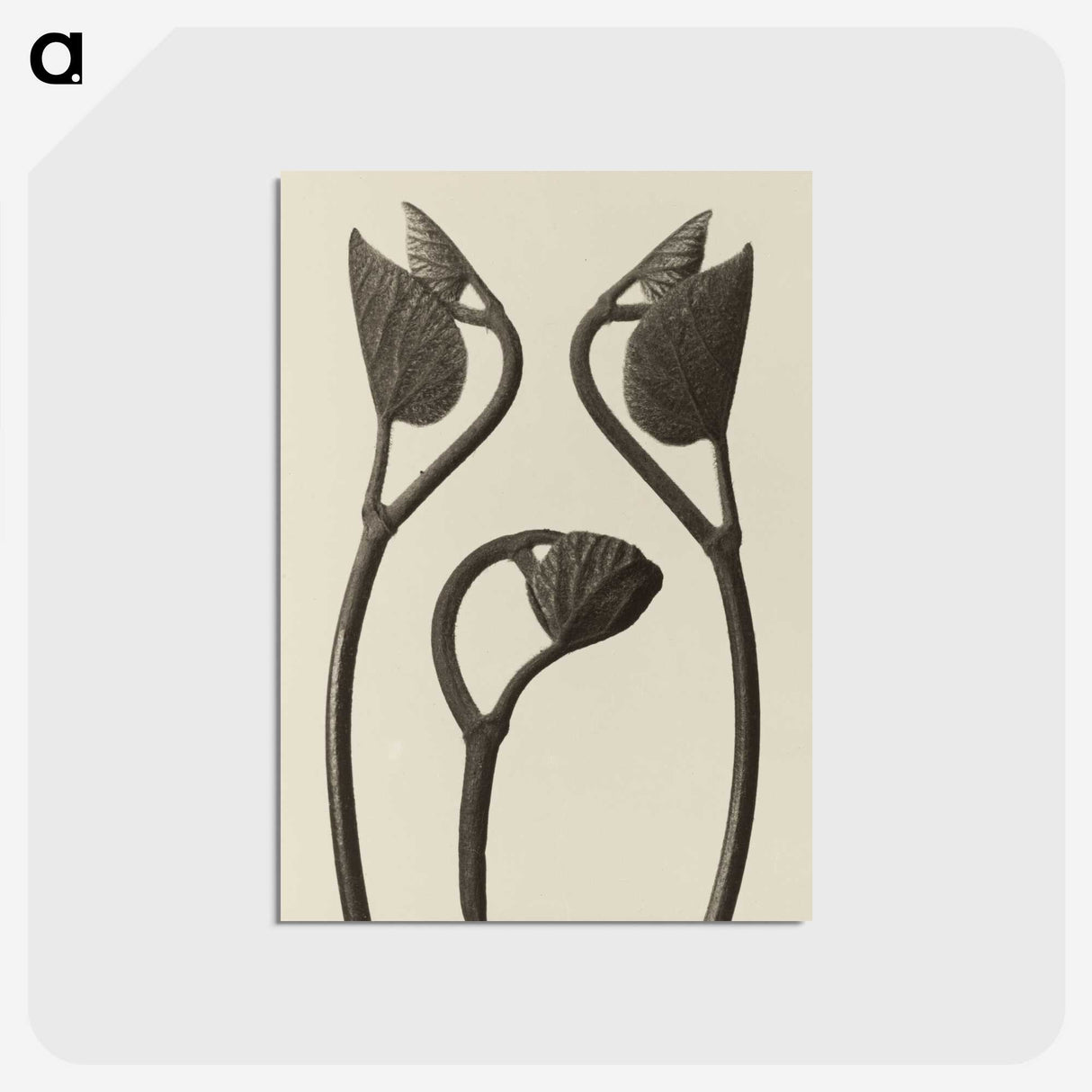 1-9_Karl-Blossfeldt_postcard