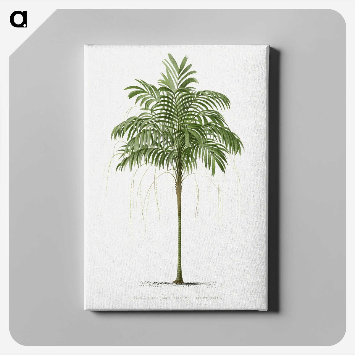 1-9_Les-Palmiers-Histoire-Iconographique_canvas
