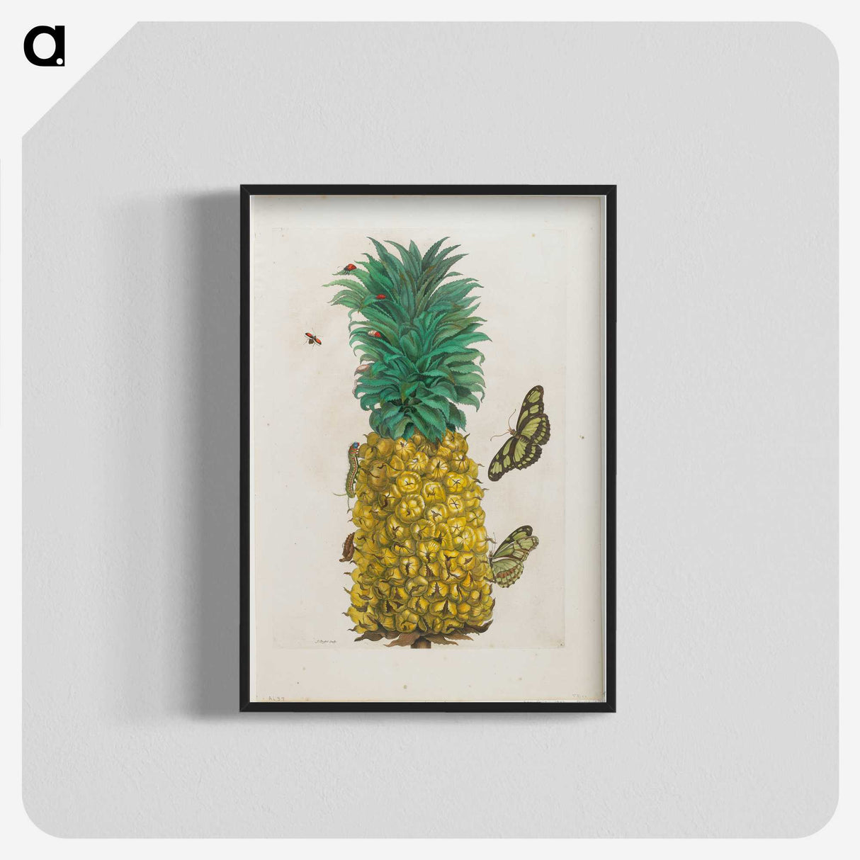 1-9_Maria-Sibylla-Merian_blk-crop