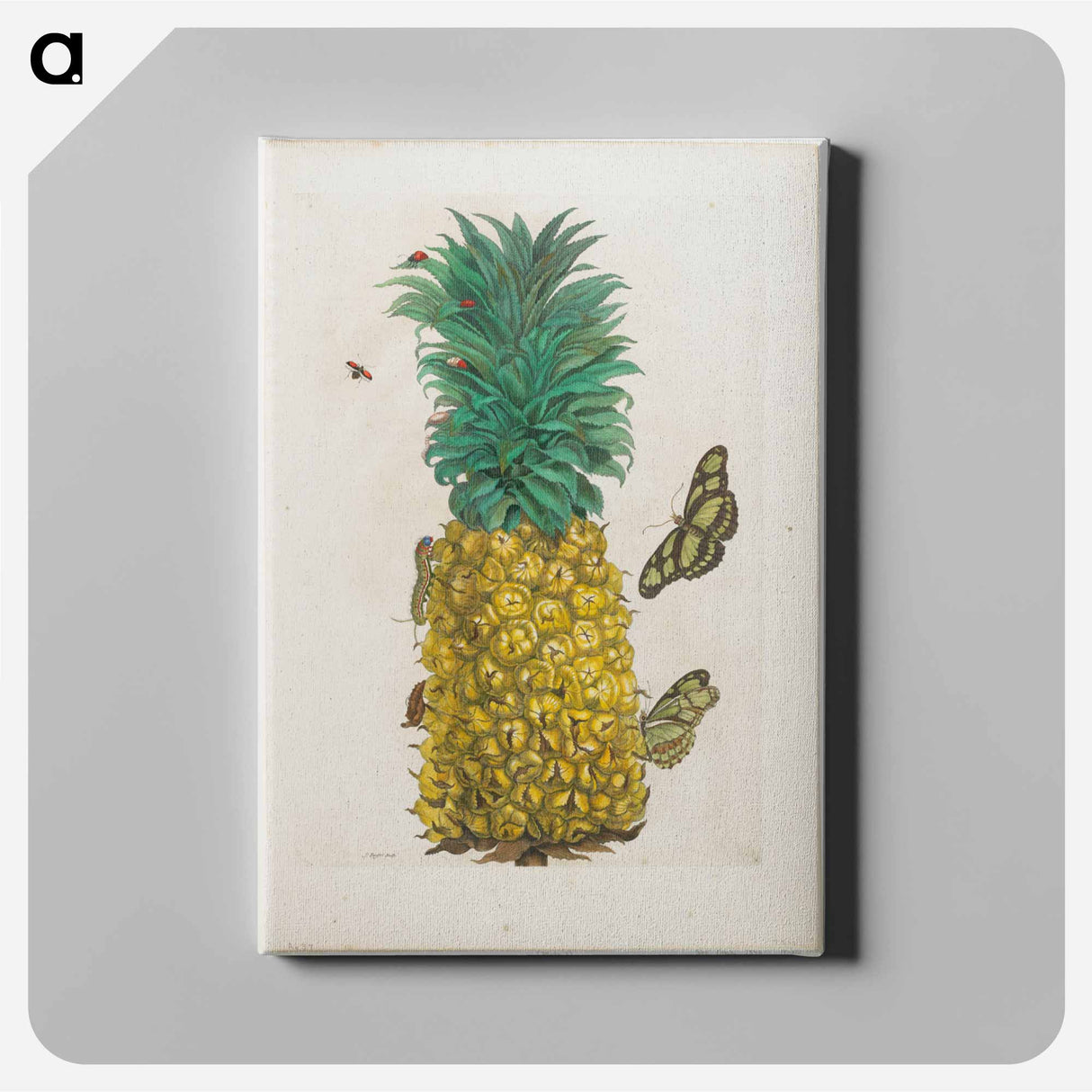 アートパネル-Plate 2
- マリア ジビーラ メーリアン Canvas.
