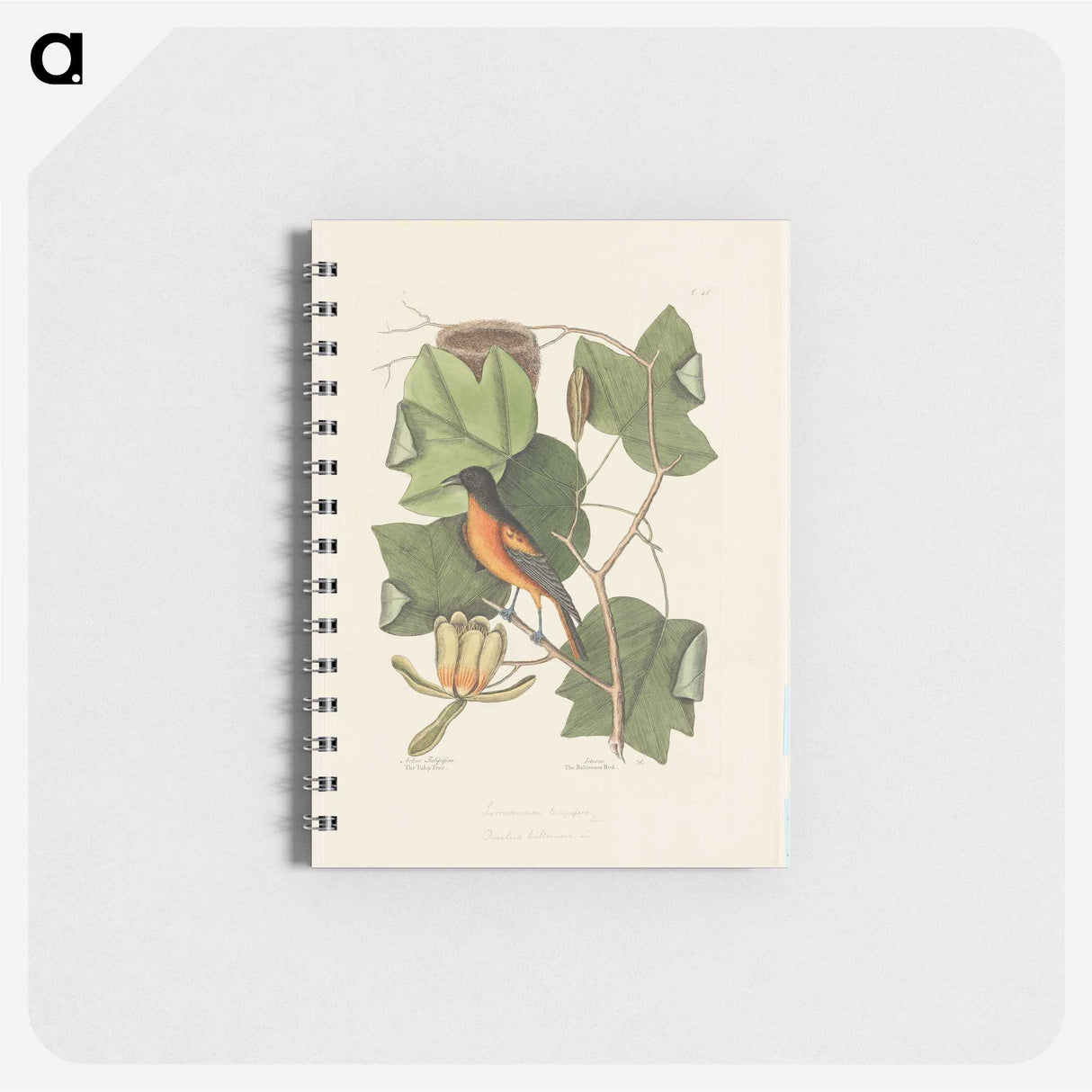 1-9_Mark-Catesby_memo