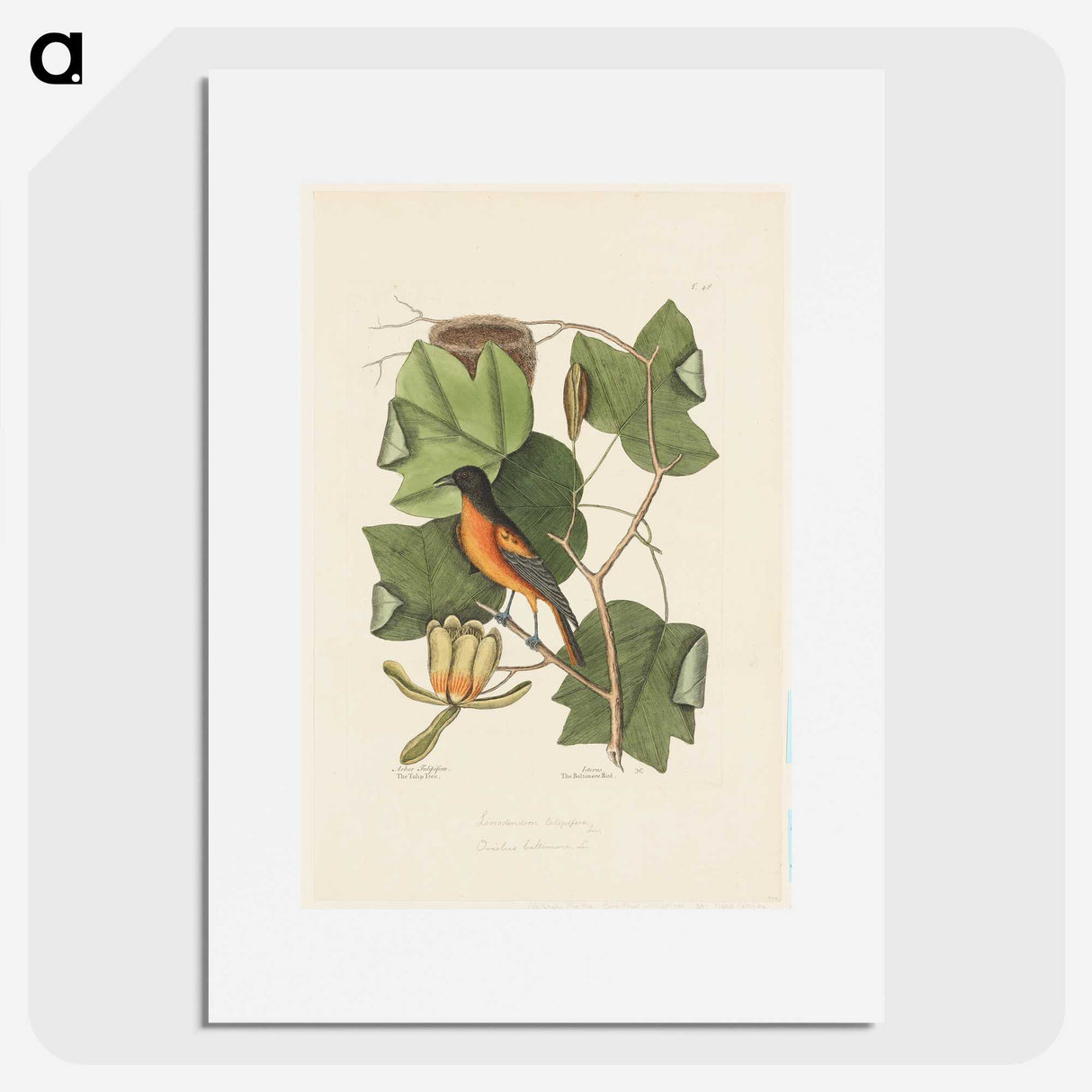 1-9_Mark-Catesby_picture
