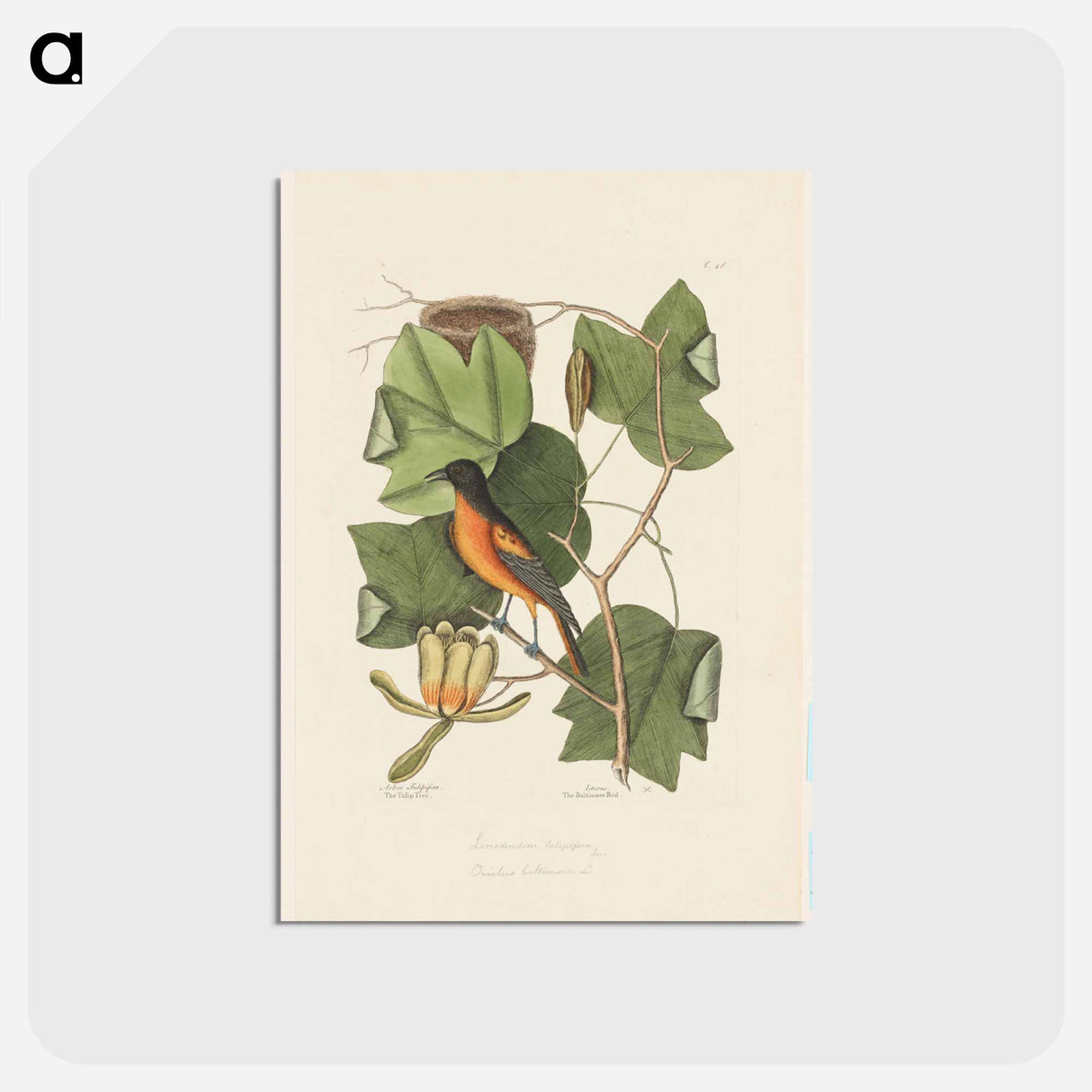 アートポストカード-The Baltimore Bird
- マーク ケイツビー Postcard.