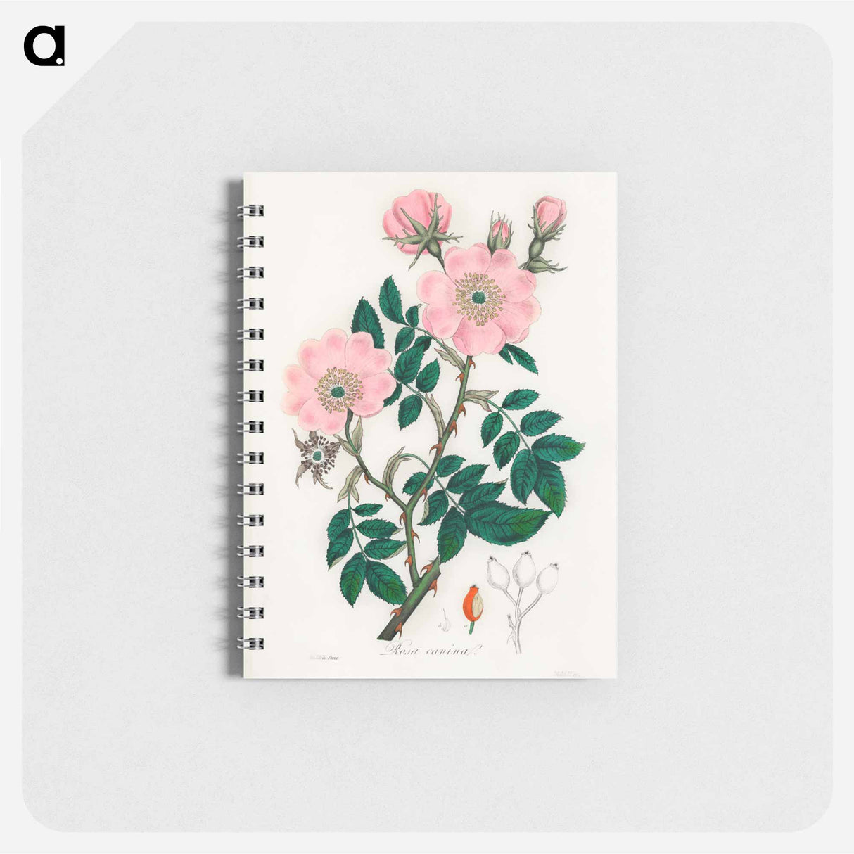 アートメモ帳-Rosa canina
- 薬用植物学 Memo.