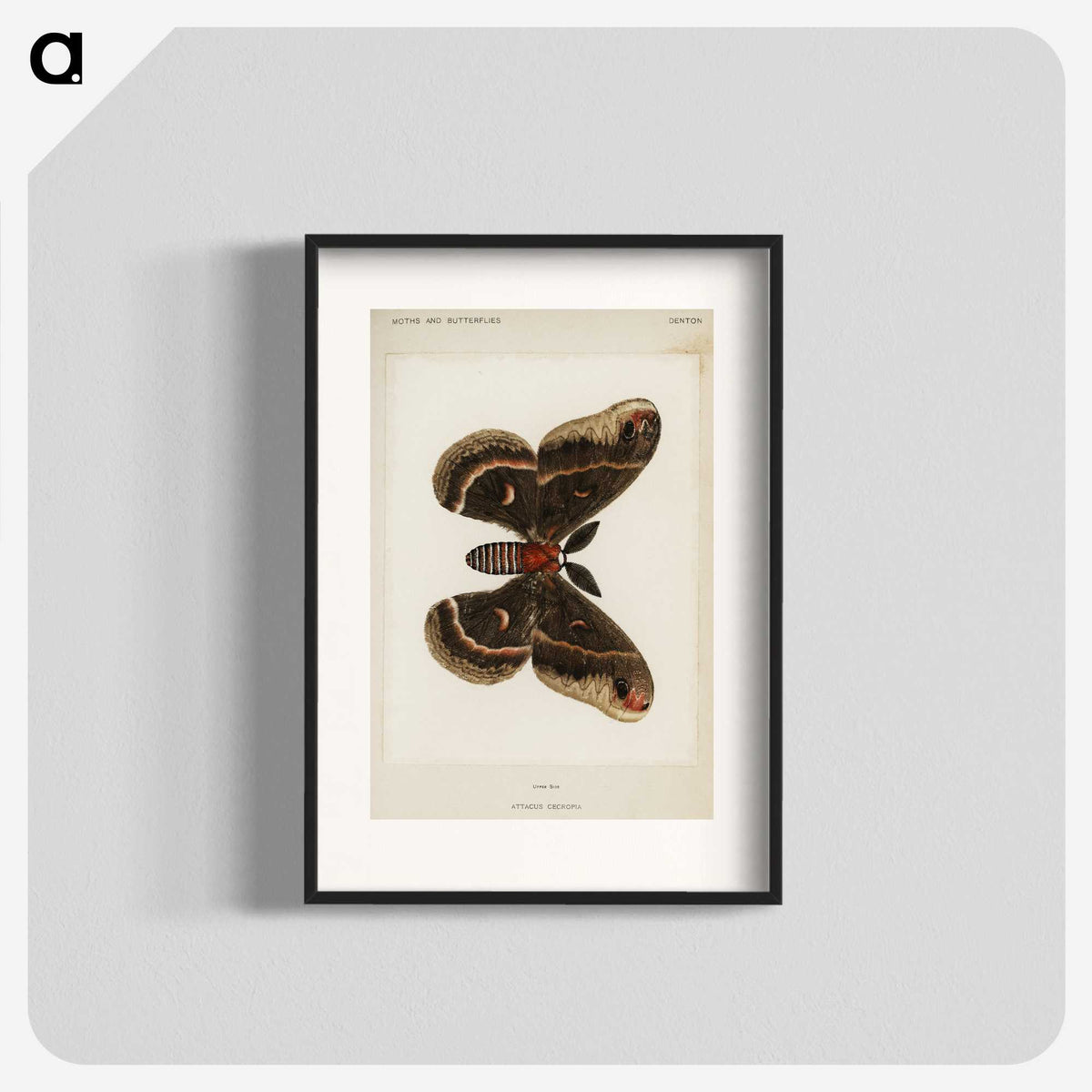 1-9_Moths-and-Butterflies-of-the-United-States_blk