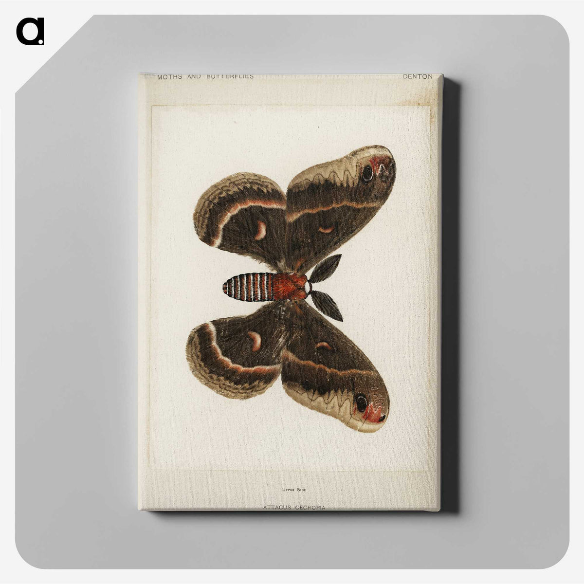 1-9_Moths-and-Butterflies-of-the-United-States_canvas