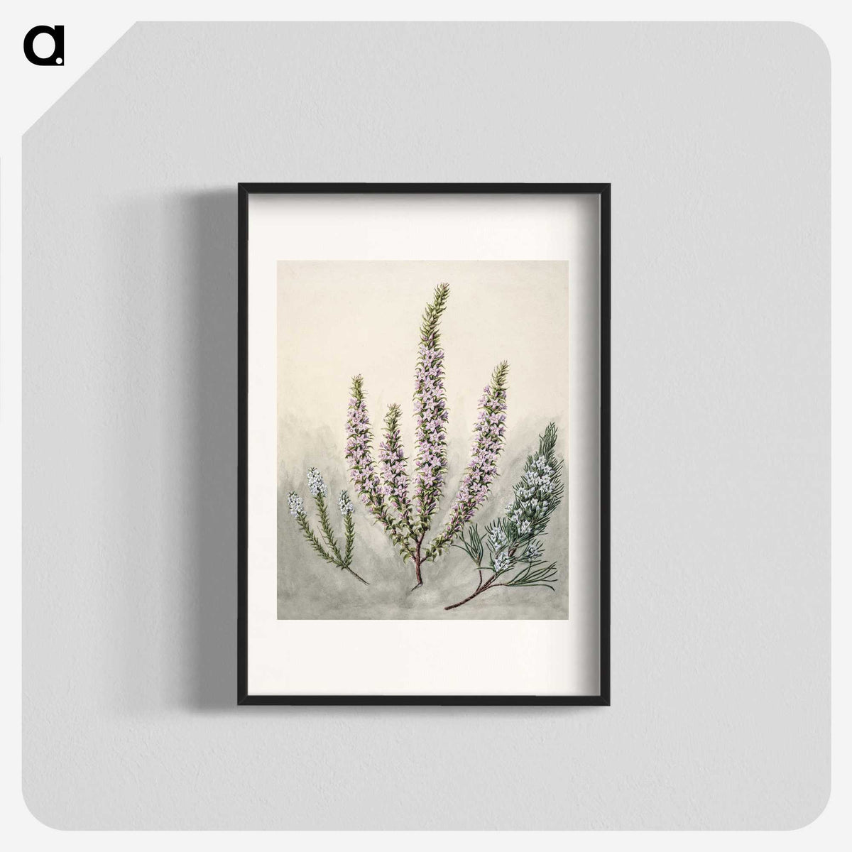 1-9_Native-Flowering-Plants-of-New-Zealand_blk